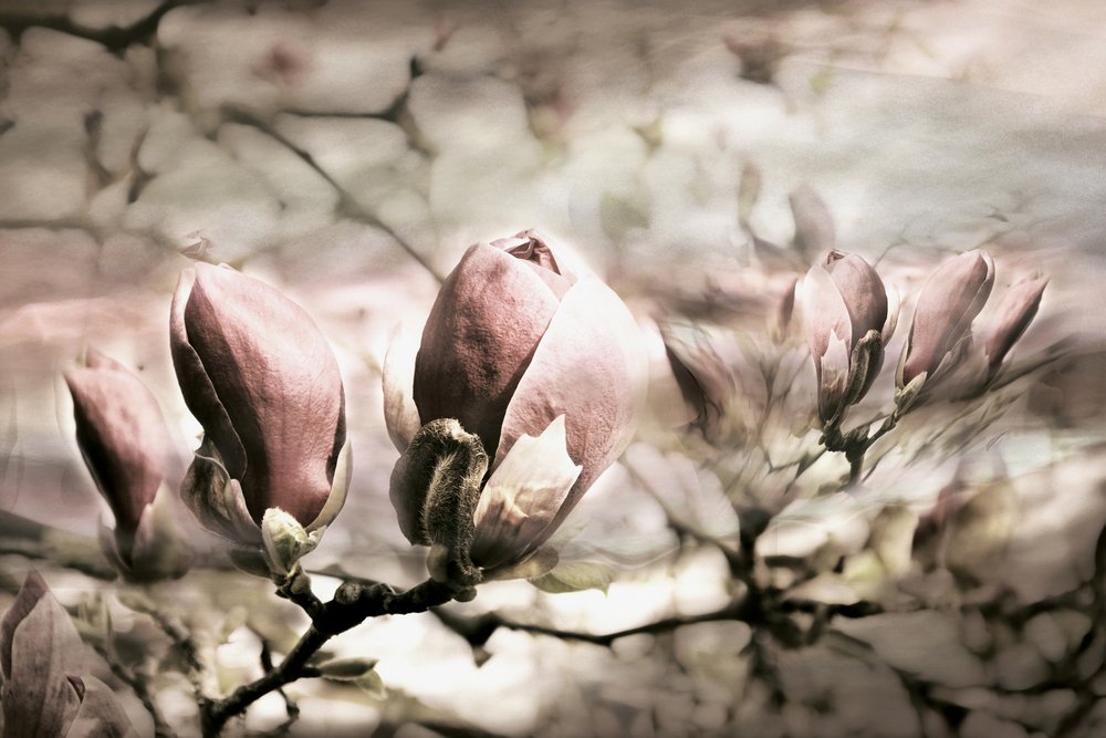 Brotes suaves de magnolia de Christina Sillen