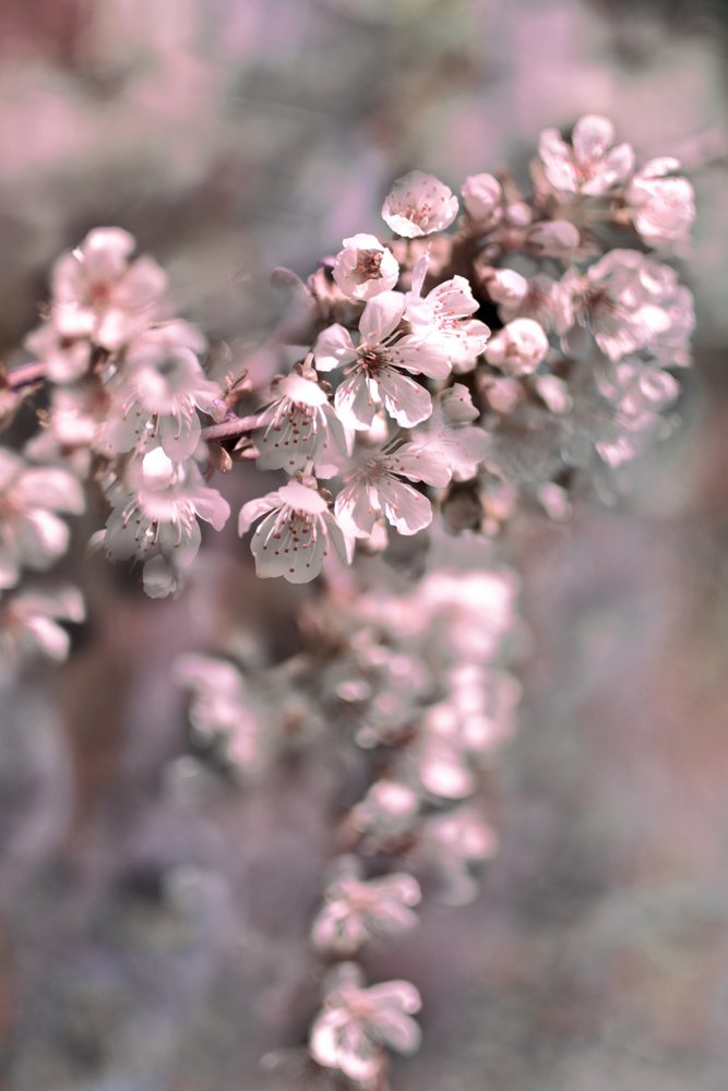Flores de color rosa pálido de Christina Sillen