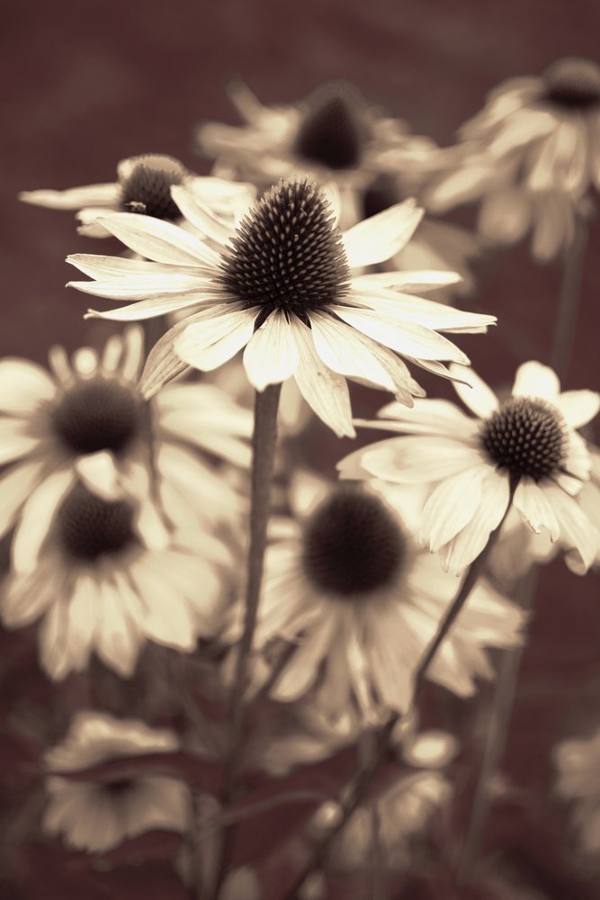 Coneflowers en tonos sepia suaves de Christina Sillen