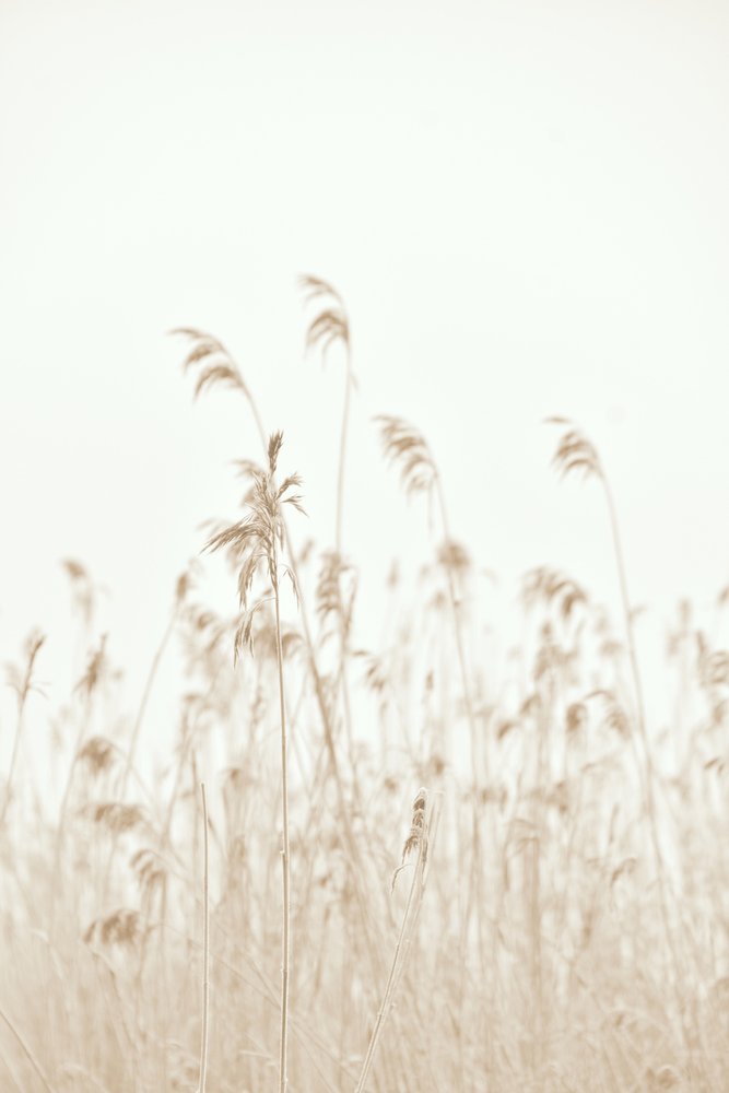 Cañas que se mecen suavemente de Christina Sillen