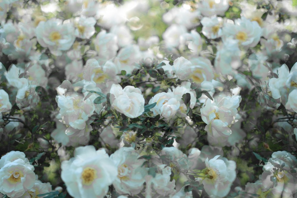 Rosas blancas suaves de Christina Sillen