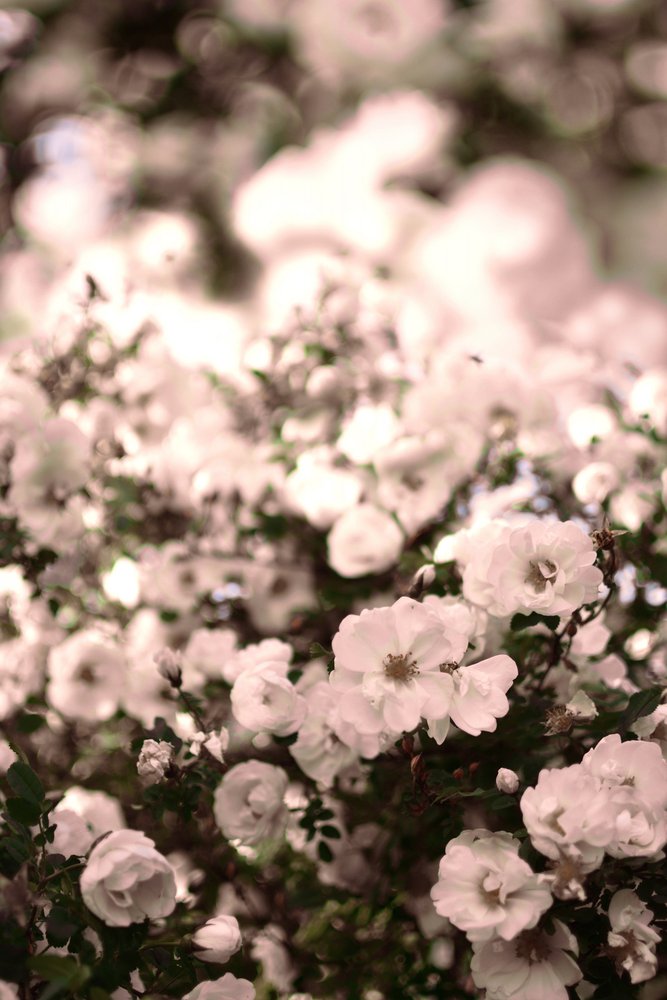 Rosas blancas suaves de Christina Sillen