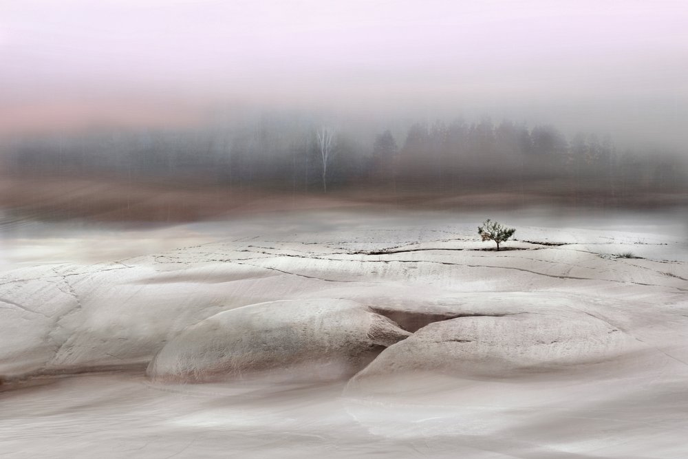 Árbol solitario en invierno de Christina Sillen