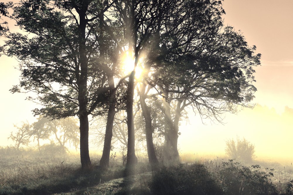 Árboles envueltos en niebla y bañados por el sol de Christina Sillen