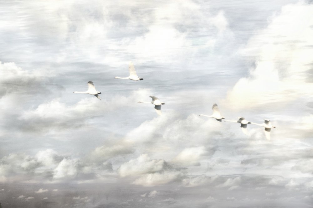 Cisnes en vuelo de Christina Sillen