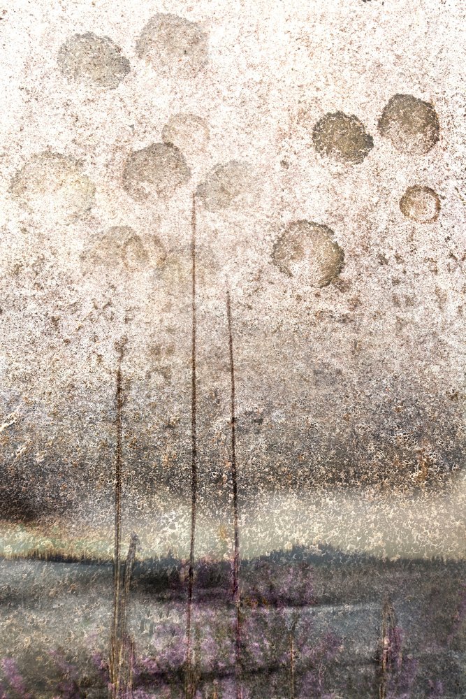 Cañas de lago con textura de Christina Sillen