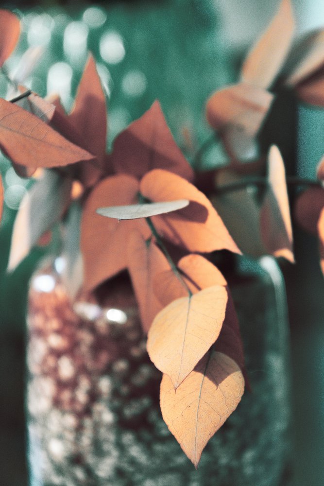 Cálidas hojas de otoño de Christina Sillen