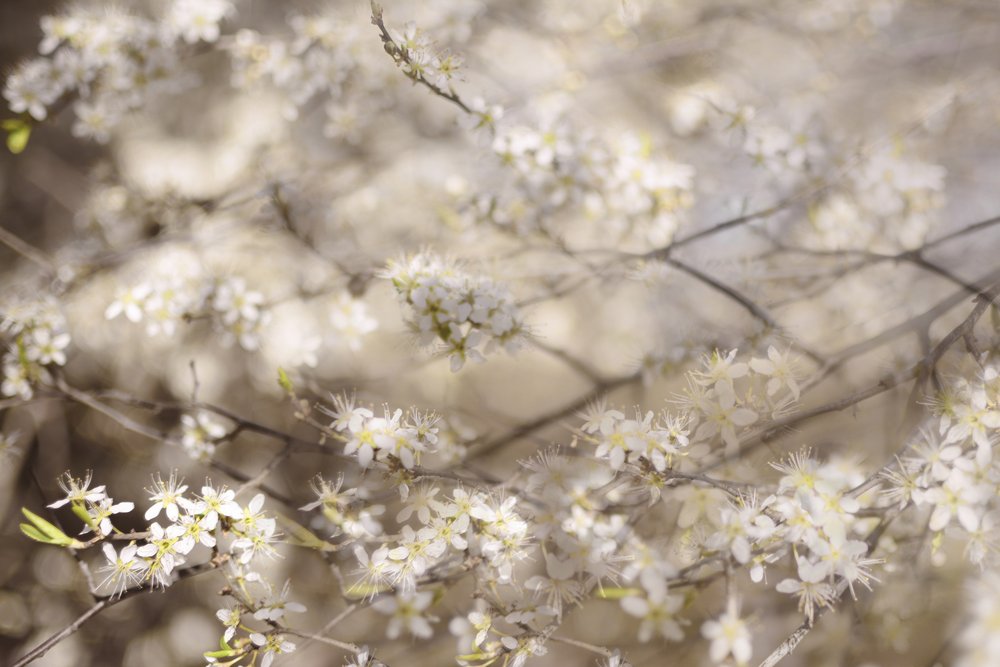 Flores blancas de primavera de Christina Sillen