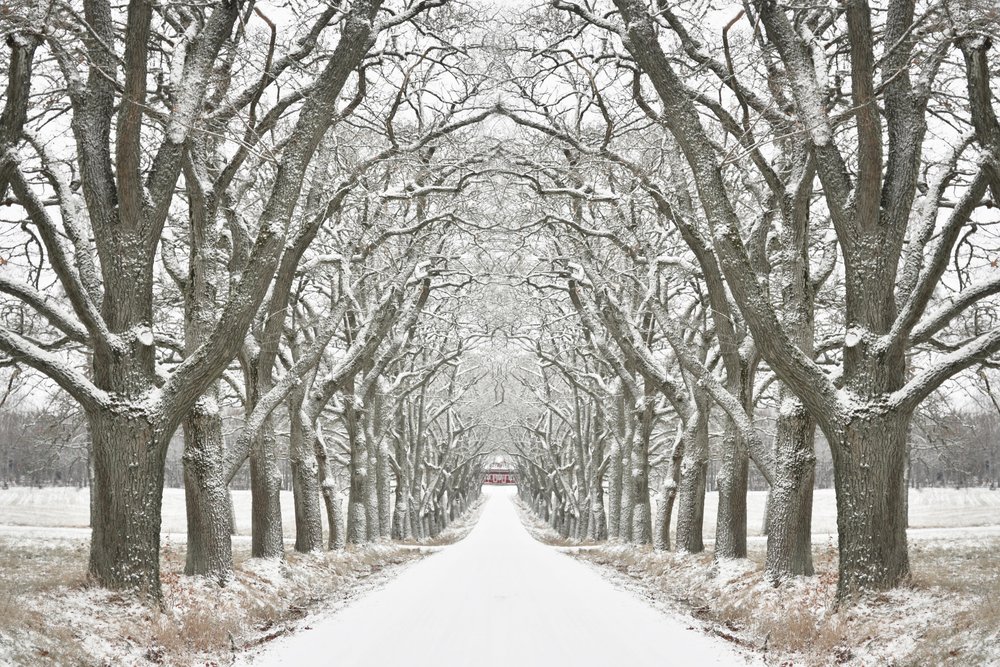 Camino bordeado de árboles en invierno de Christina Sillen