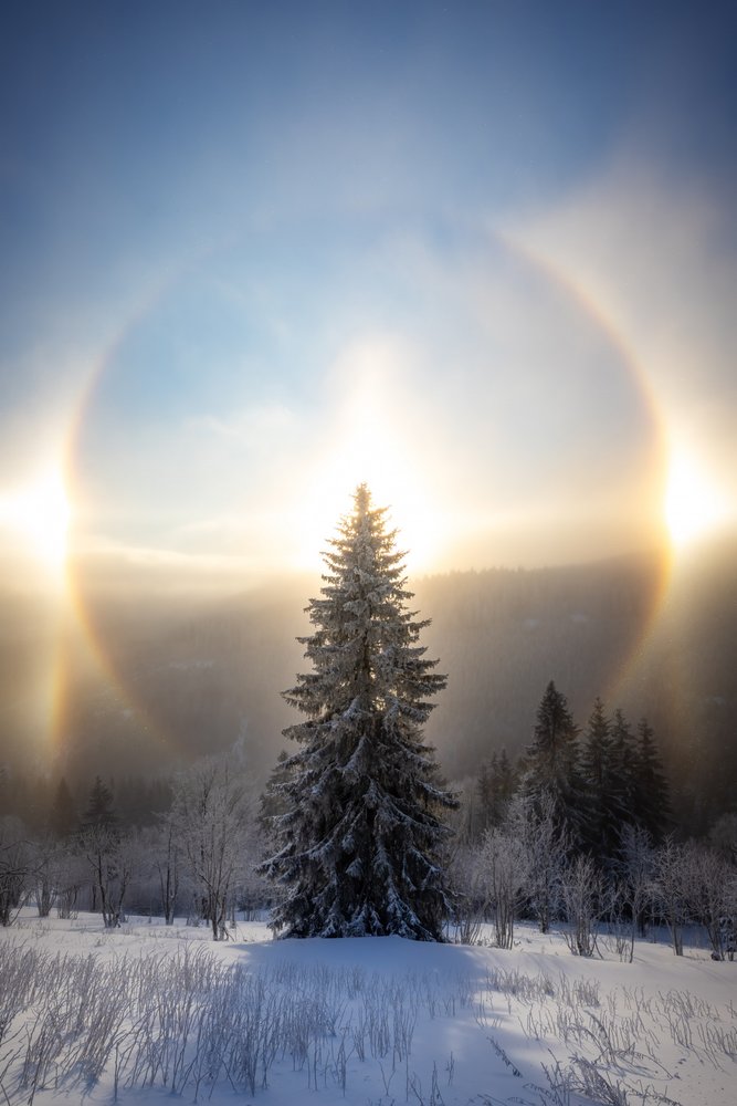 Árbol nevado con halo solar de Christoph Schaarschmidt