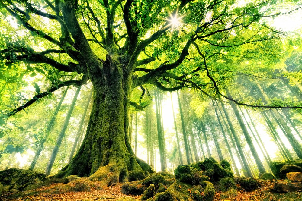 Árbol antiguo bañado por el sol de Christophe Kiciak