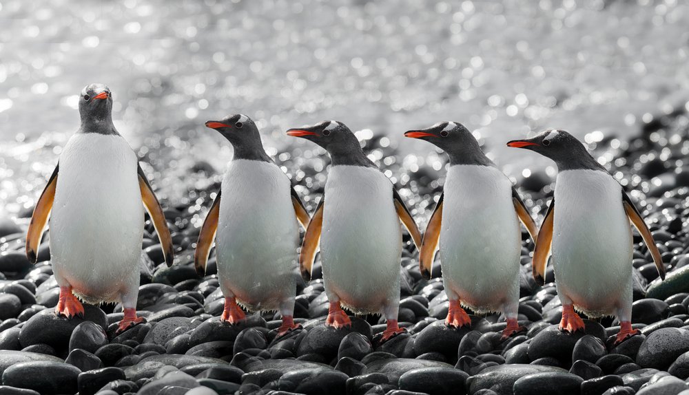 Cinco pingüinos curiosos de Chuanxu Ren