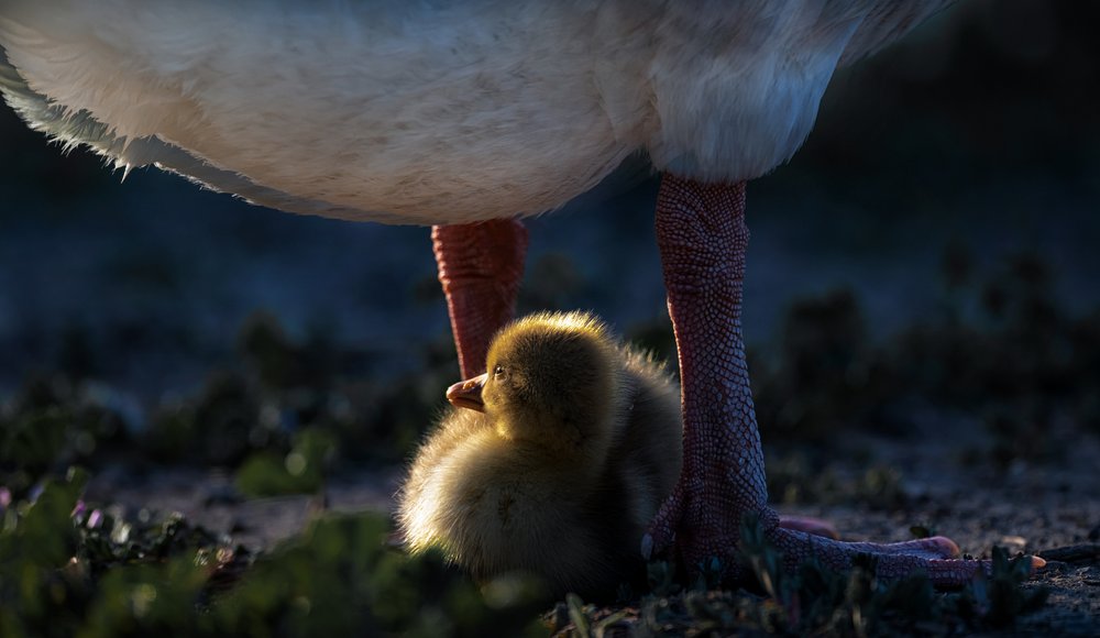 El calor de la mamá pato de Chuanxu Ren
