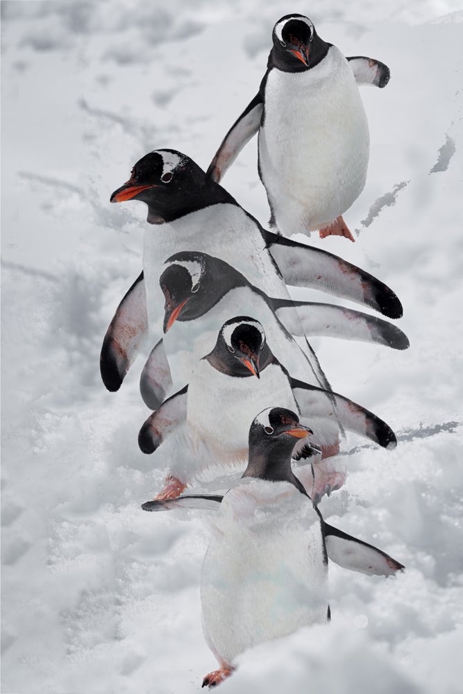 Pingüinos en la nieve de Chuanxu Ren