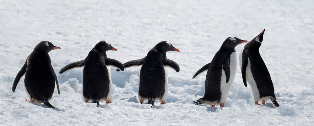 Pingüinos en un paseo por la nieve de Chuanxu Ren