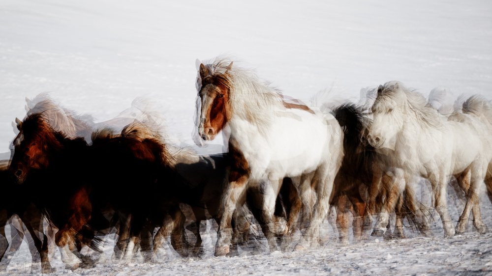 Caballos salvajes en movimiento invernal de Chuanxu Ren