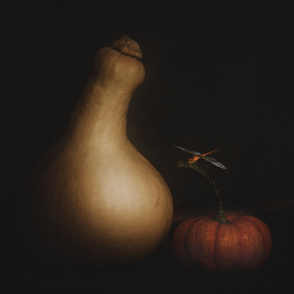 Calabaza otoñal y libélula de Cicek Kiral