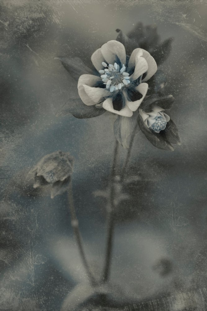 Floración vintage azul de Cicek Kiral