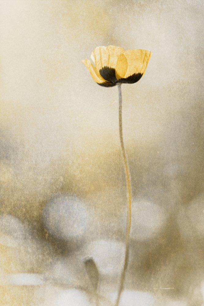 Sueño de amapolas doradas de Cicek Kiral