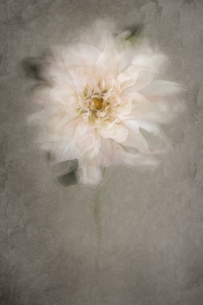 Suave flor blanca de Cicek Kiral