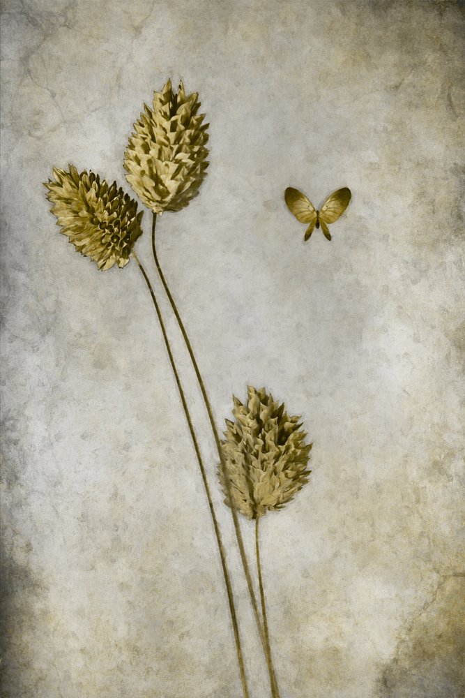 Mariposa botánica vintage de Cicek Kiral