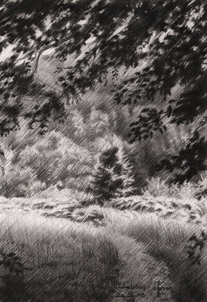 Sendero tranquilo por el bosque de Corné Akkers