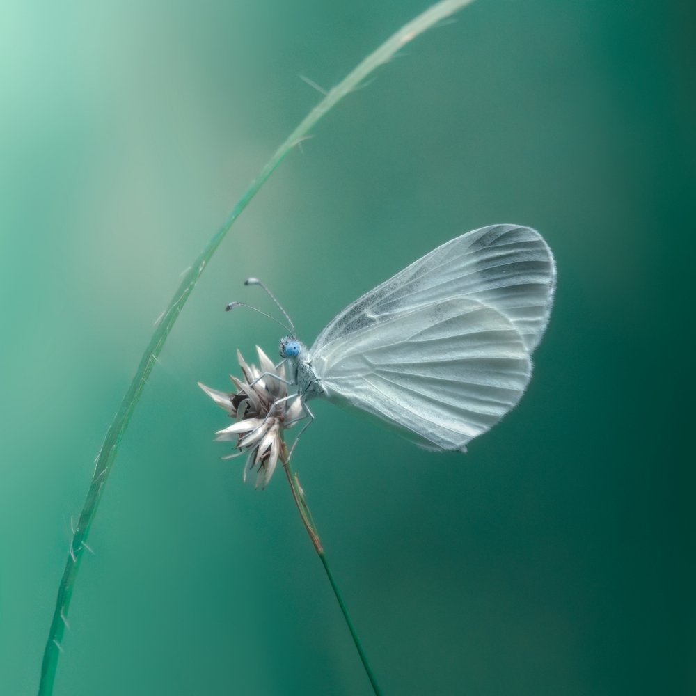 Delikada mariposa blanca de Cristiano Giani