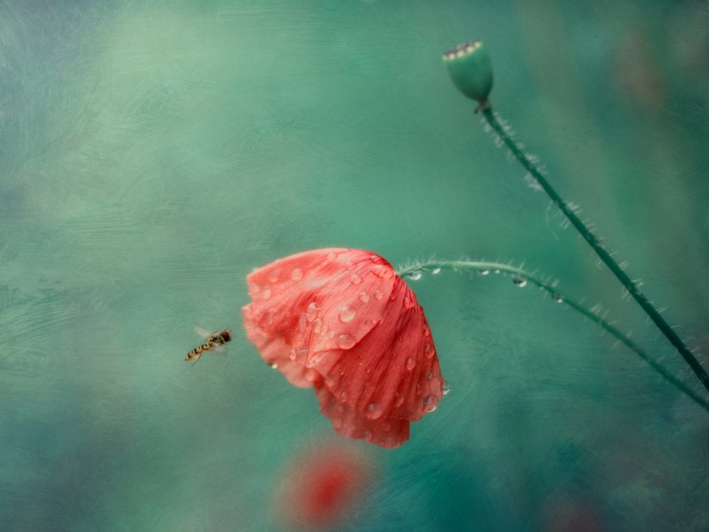 Flor de amapola y mosca sírfida de Cristiano Giani