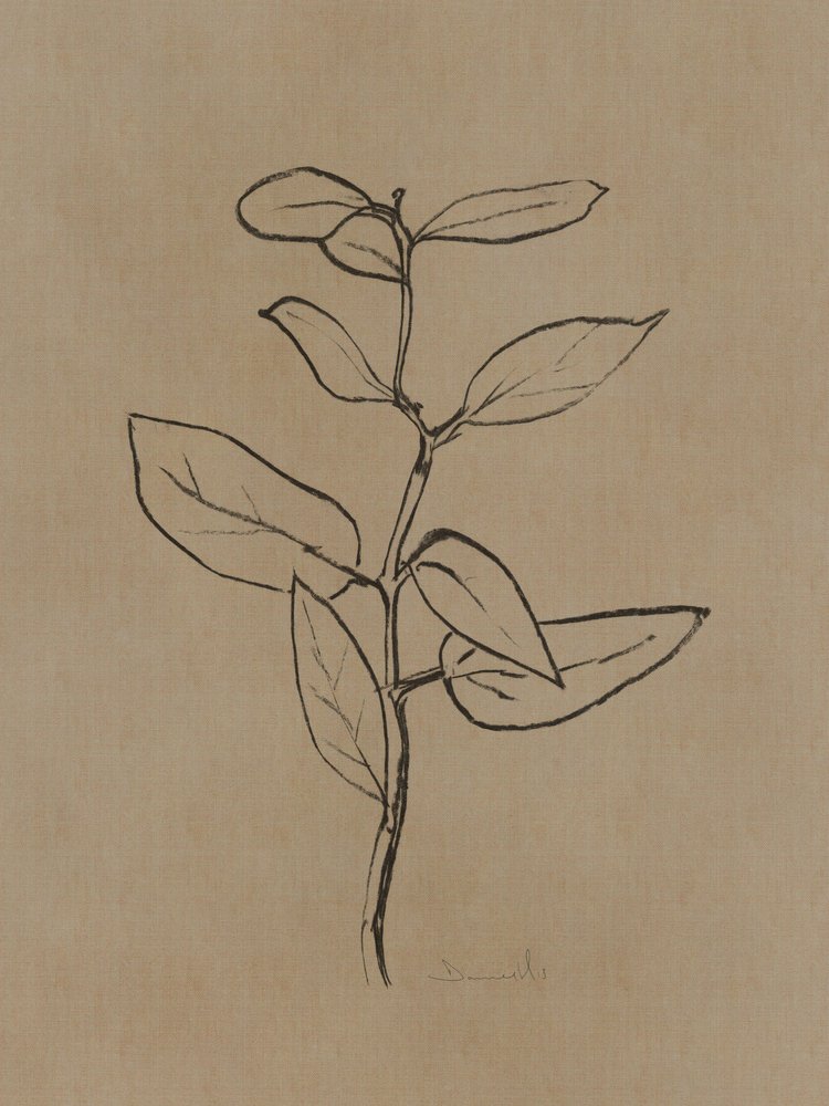 Plantón de eucalipto de Dan Hobday