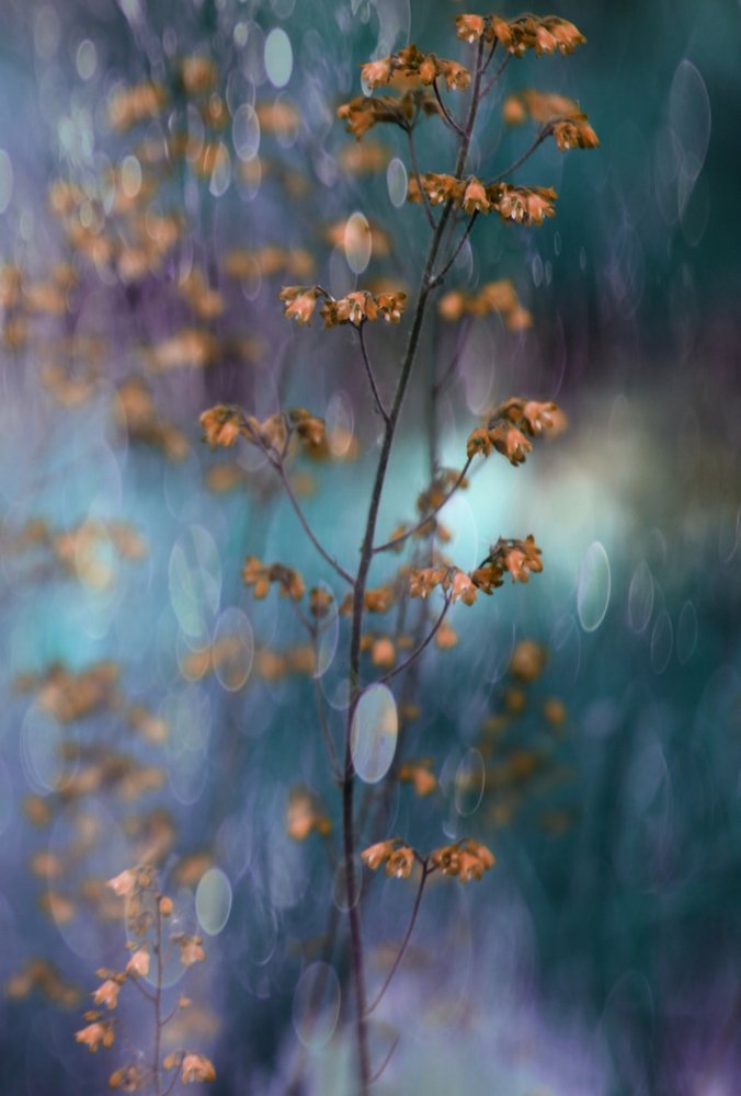 Bokeh botánico de ensueño de Delphine Devos