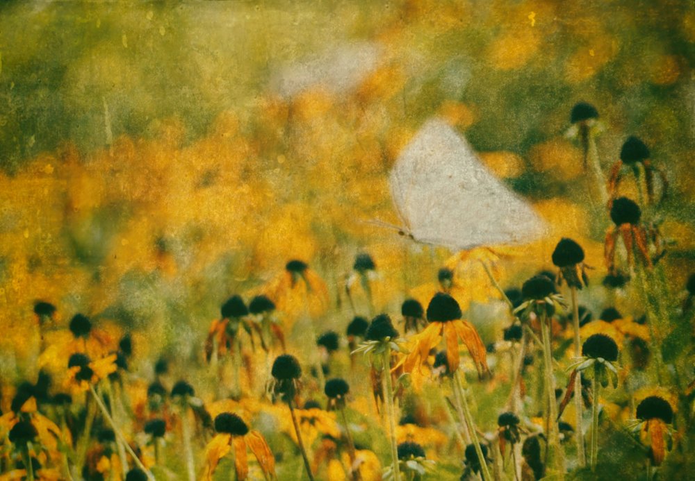 Pradera de mariposas de ensueño de Delphine Devos