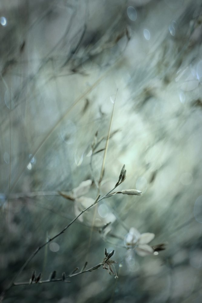 Bokeh floral de ensueño de Delphine Devos