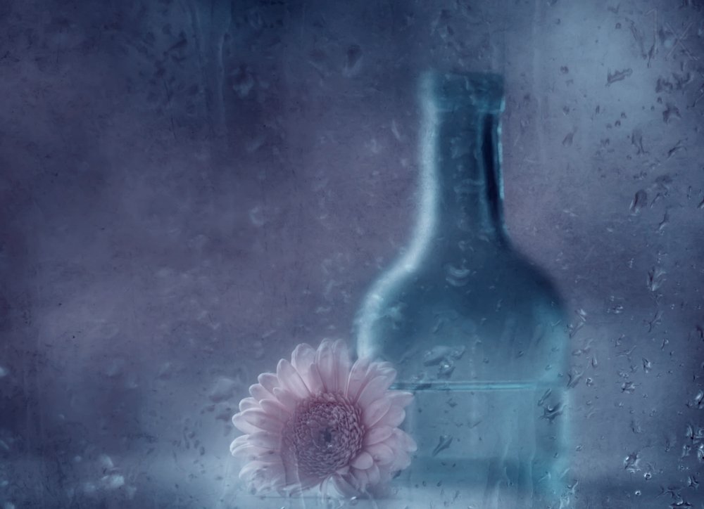 Gerbera de lluvia de ensueño de Delphine Devos