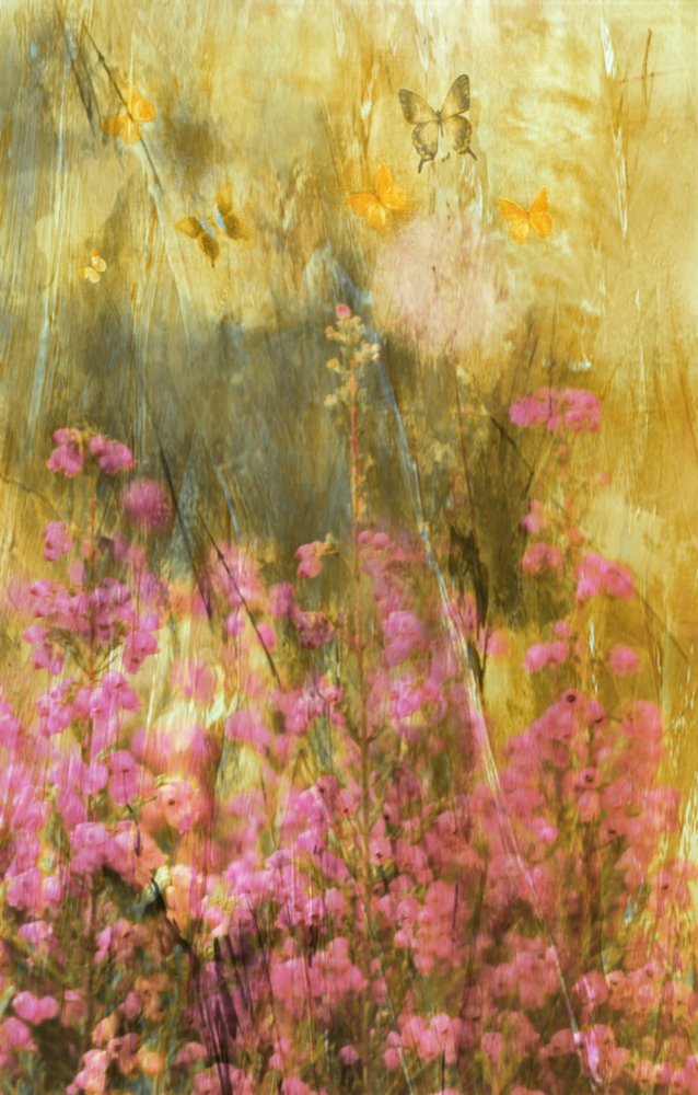 Las mariposas de Golden Meadow de Delphine Devos