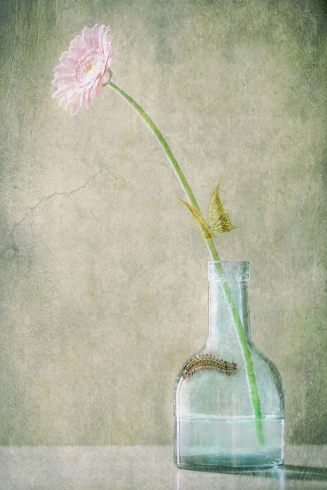  de Delphine Devos
