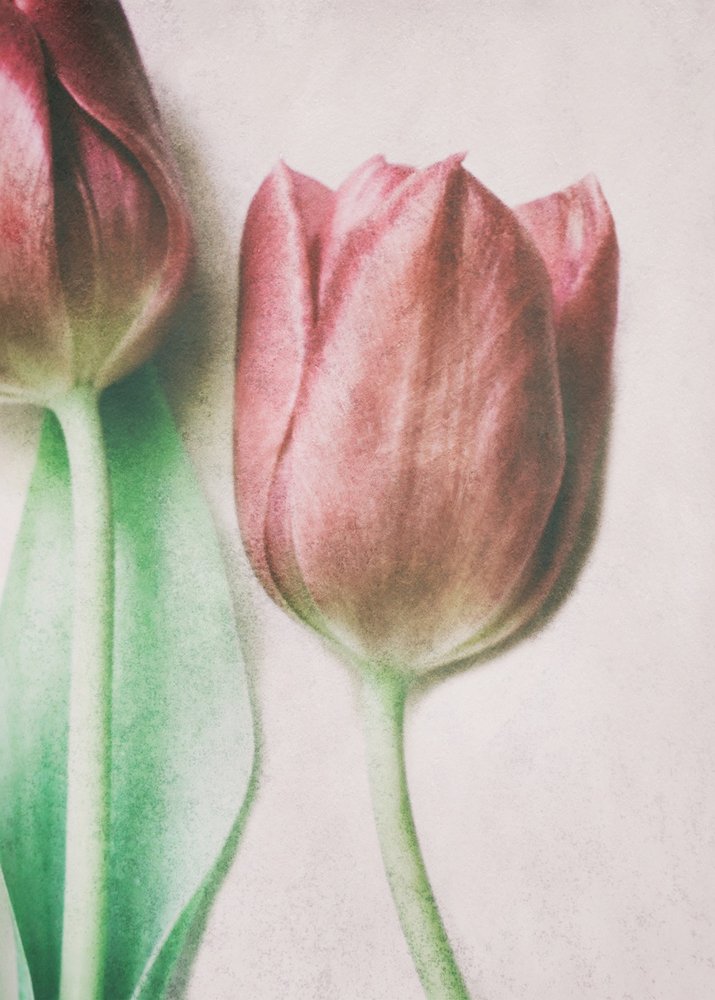 Tulipanes en tonos rosados suaves de Delphine Devos