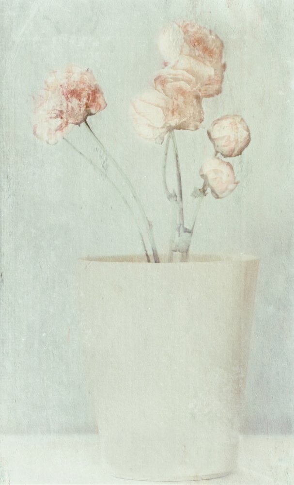 Flores con tonos suaves y desvaídos de Delphine Devos