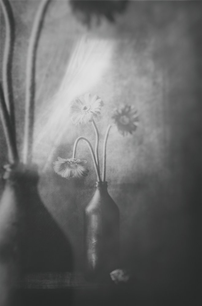 Flores de luz suave de Delphine Devos