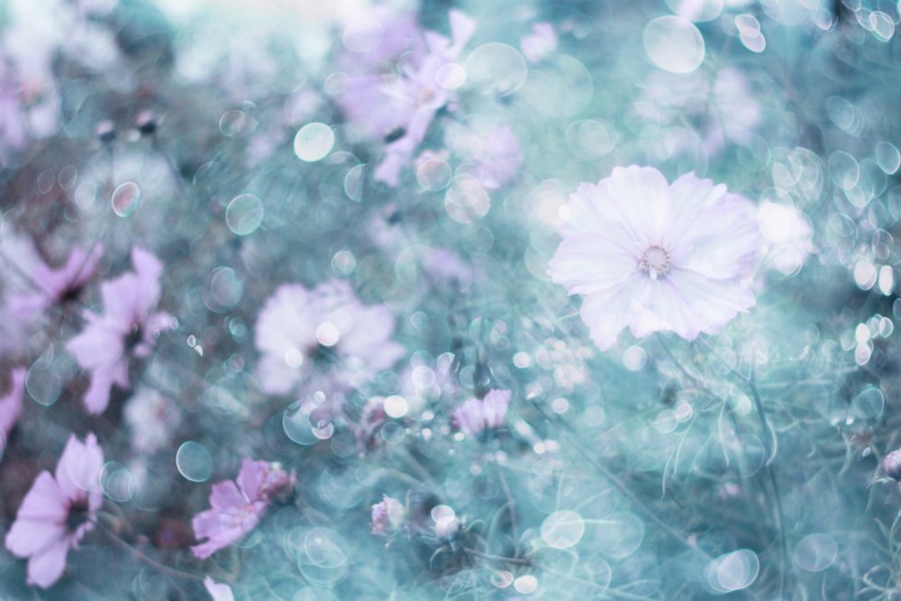 Flores de cosmos en tonos pastel suaves de Delphine Devos