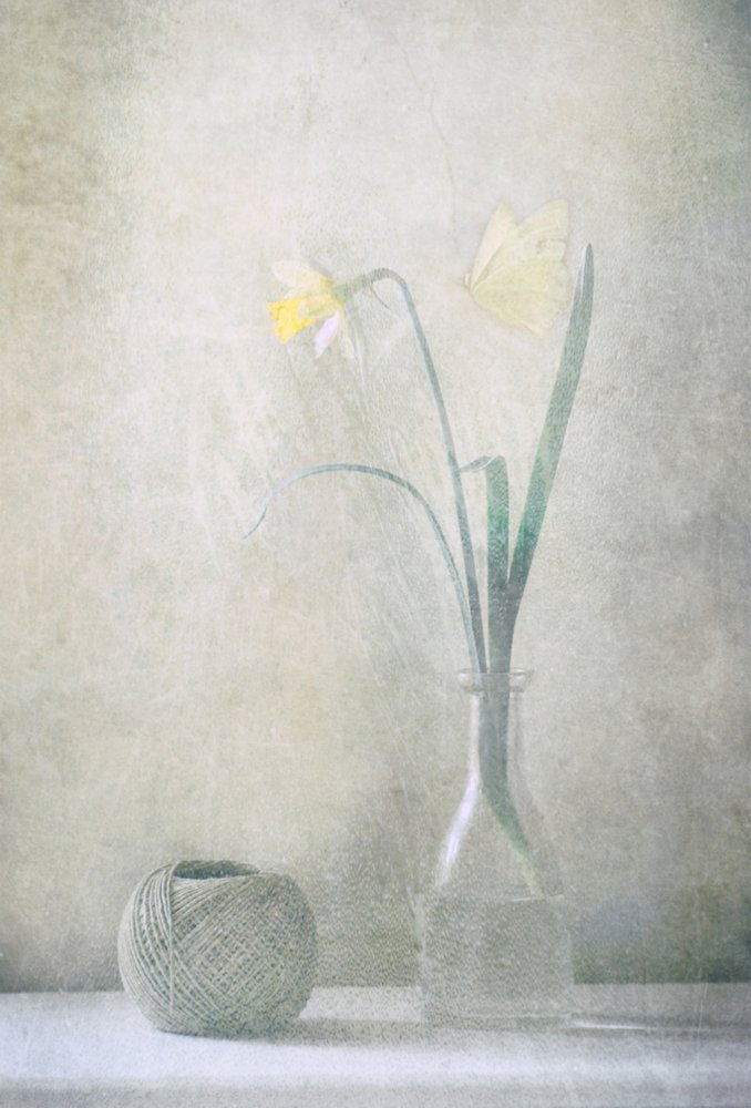 Mariposa del narciso de primavera de Delphine Devos