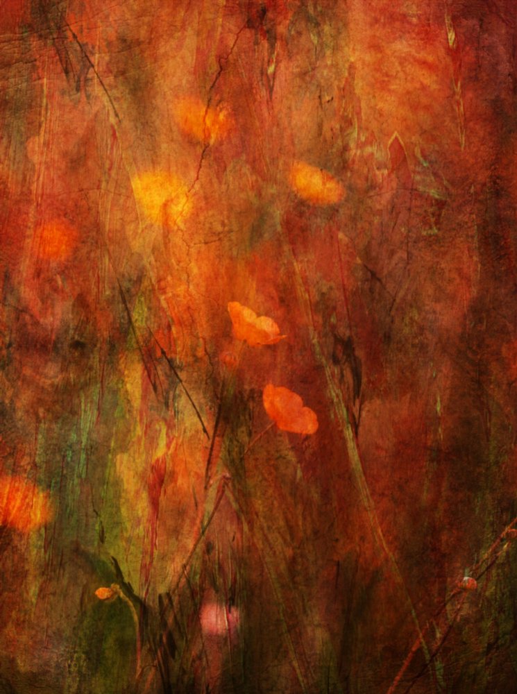 Campo de amapolas con textura de Delphine Devos