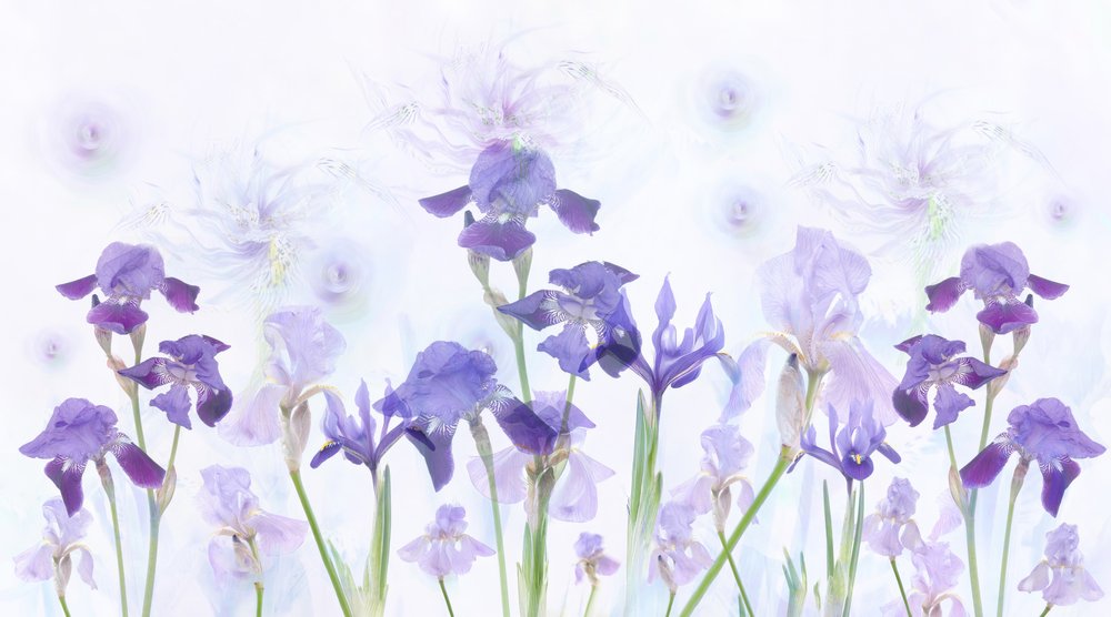Lirios lavanda de ensueño de Denis O Reilly