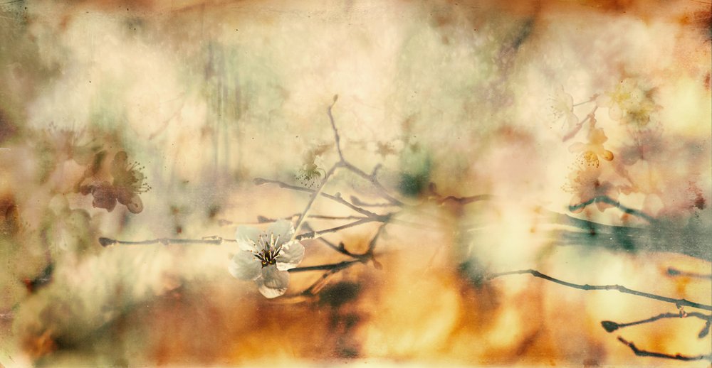 Delicado sueño floral de Desislava Ignatova