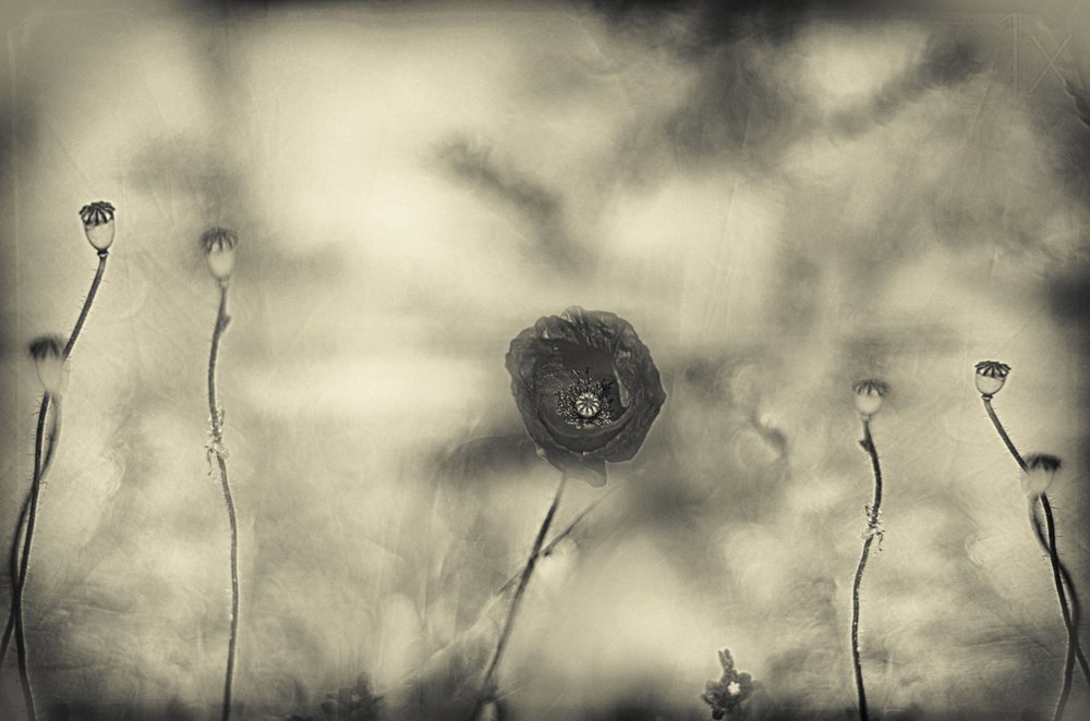 Sueño de amapolas desvaídas de Desislava Ignatova