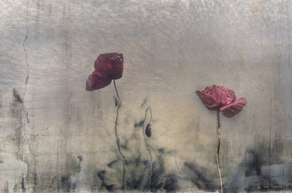 Amapolas rojas melancólicas de Desislava Ignatova