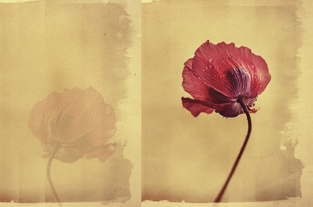 Sueño vintage de amapolas de Desislava Ignatova