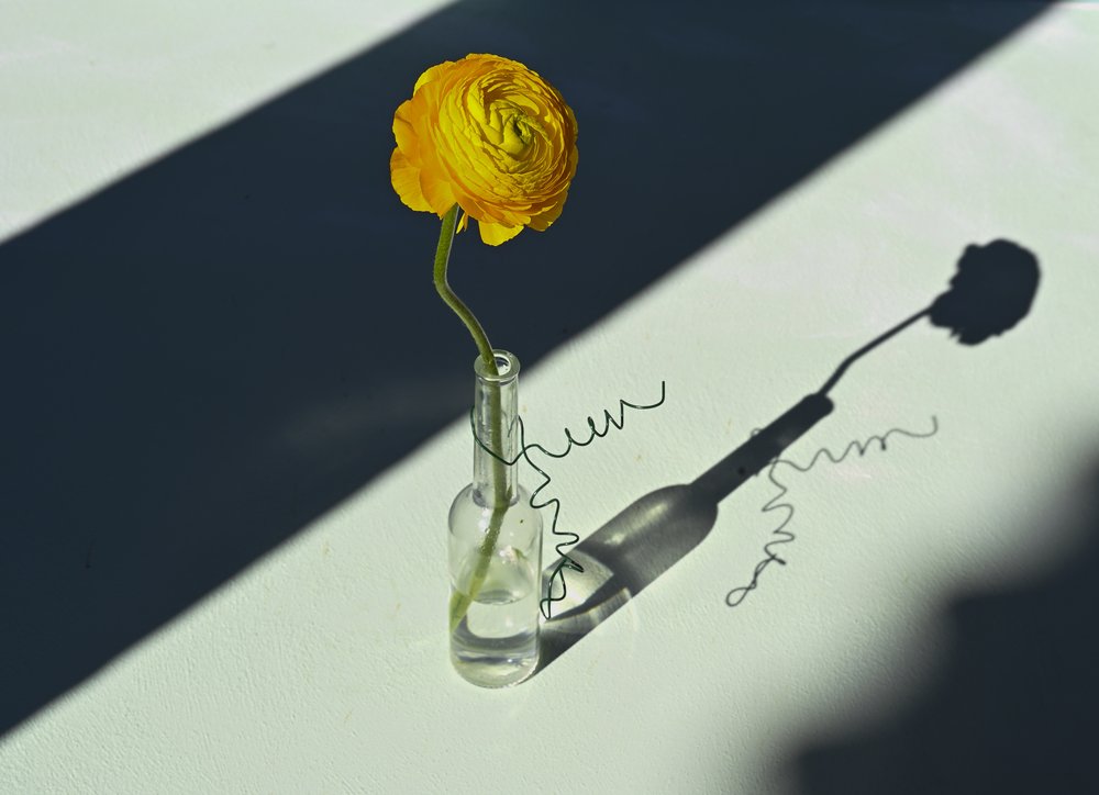 Sombra de ranúnculo al sol de Donatella Basso