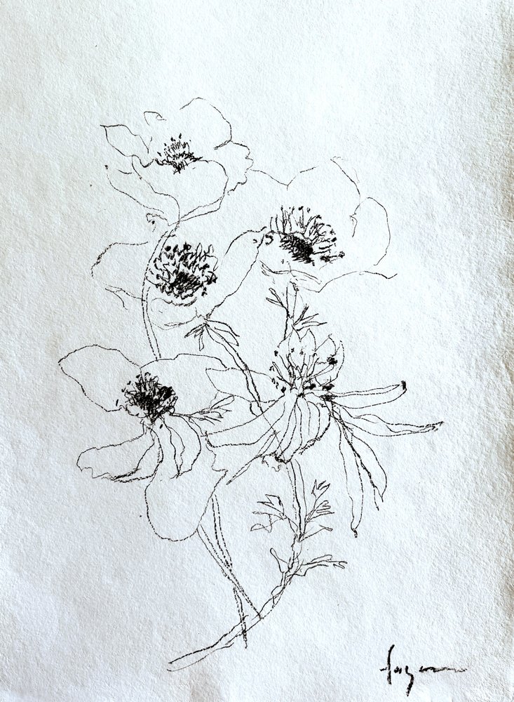 Dibujo floral delicado de Dorothy Fagan
