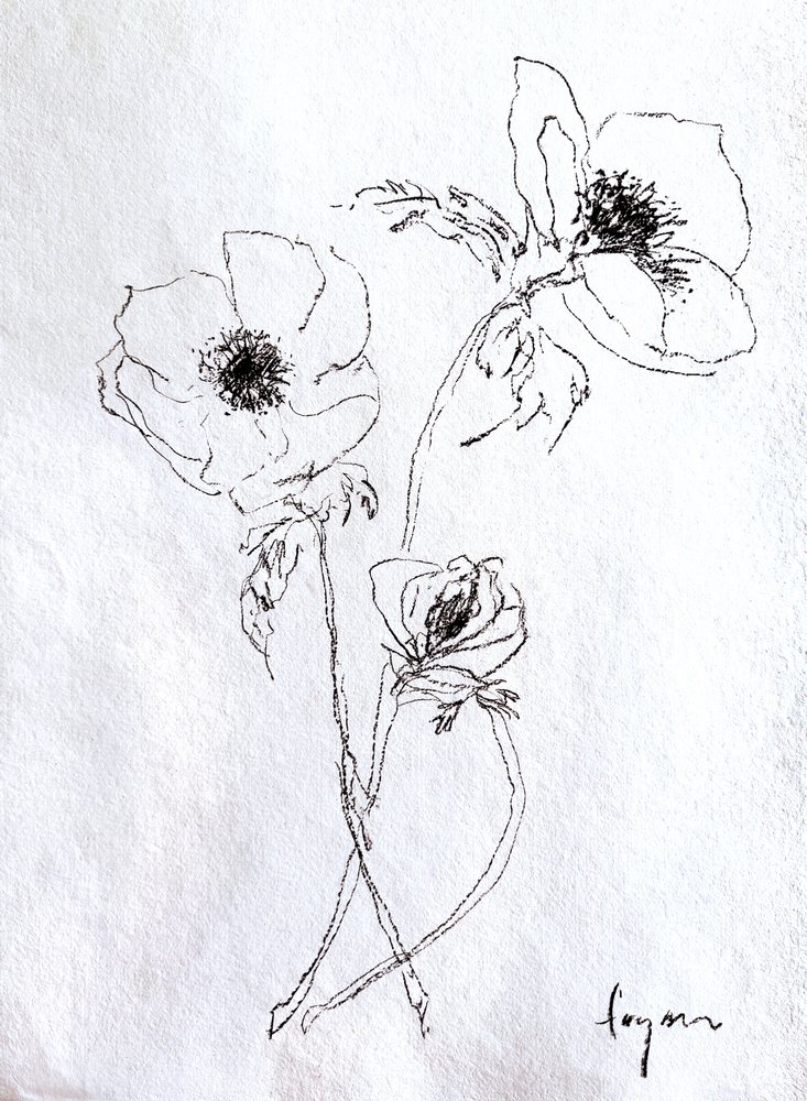 Boceto de una flor delicada de Dorothy Fagan