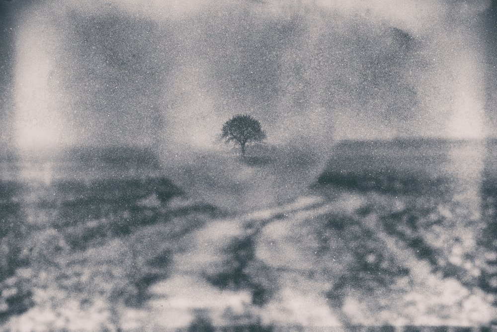 Camino hacia el Árbol Solitario de Dragan Drobac